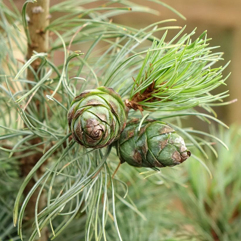 Pinus parviflora Bergman (Raccolta)