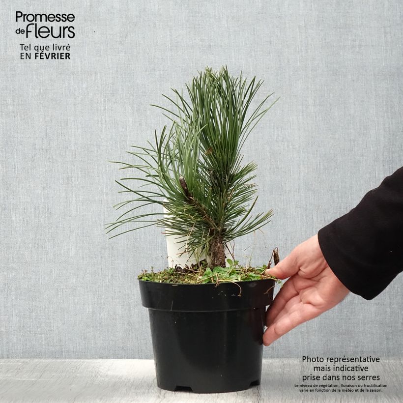 Pin de Bosnie - Pinus heldreichii Malinkii en pot de 2l/3l esemplare consegnato in inverno