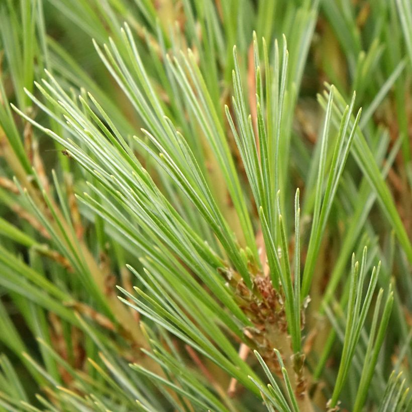 Pinus wallichiana Densa Hill (Fogliame)