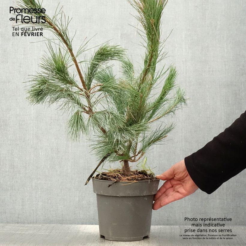 Pin de l'Himalaya - Pinus wallichiana Densa Hill - Pot de 3L/4L esemplare consegnato in inverno