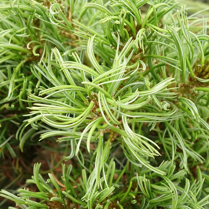 Pinus strobus Green Twist - Pino strobo (Fogliame)