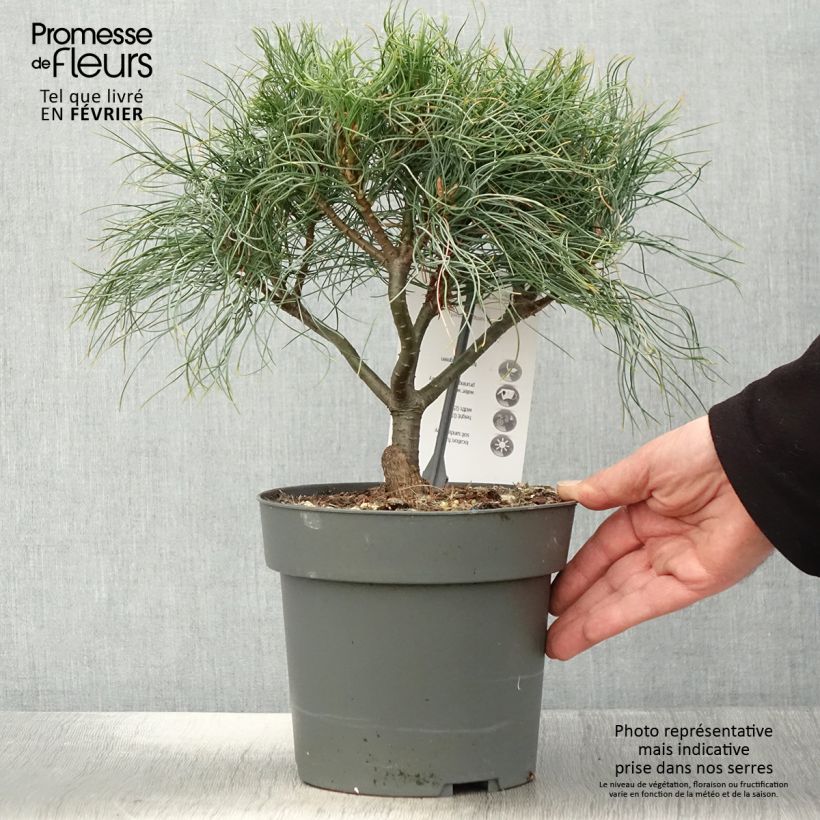 Pin de Weymouth nain - Pinus strobus Green Twist - Pot de 2L/3L esemplare consegnato in inverno