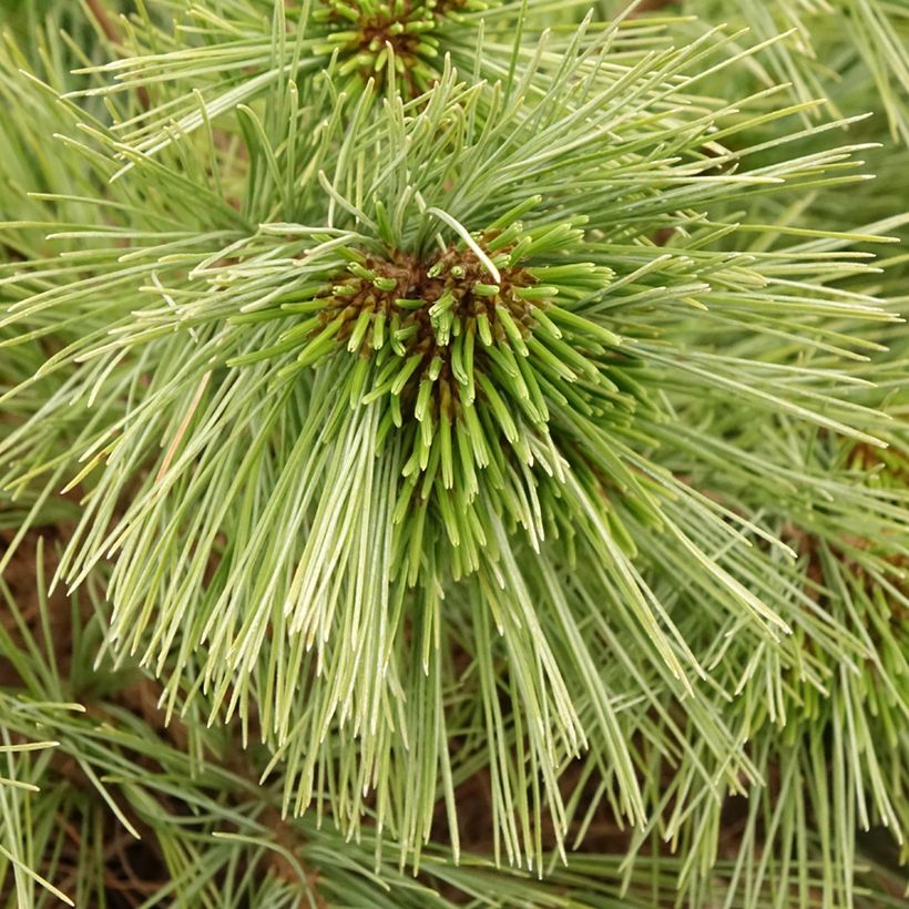 Pinus strobus Mary Butler - Pino strobo (Fogliame)