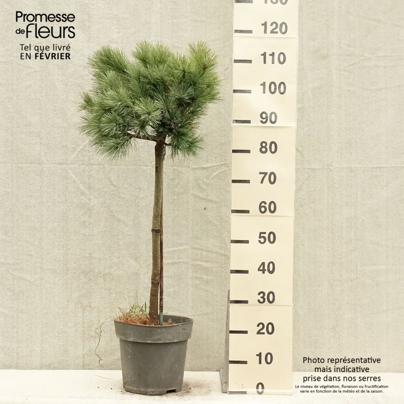 Pin de Weymouth nain - Pinus strobus Mary Butler - Pot de 7,5L/10L esemplare consegnato in inverno