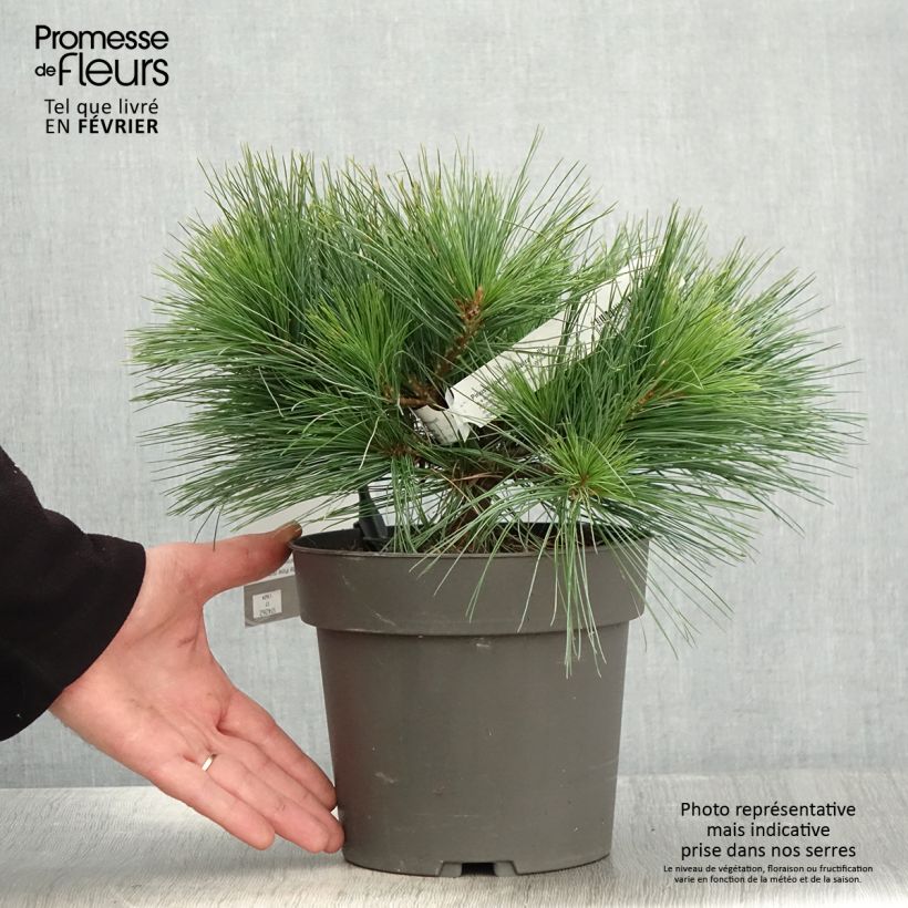 Pin de Weymouth nain - Pinus strobus Niagara Falls - Pot de 3L/4L esemplare consegnato in inverno