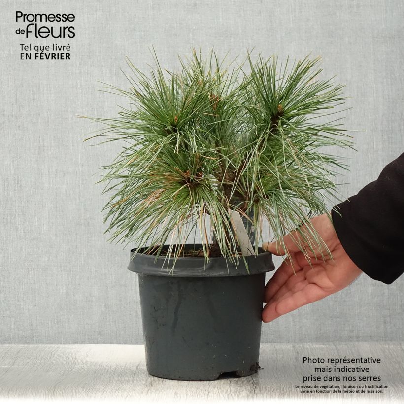 Pin de Weymouth nain - Pinus strobus Radiata Pot de 3L esemplare consegnato in inverno