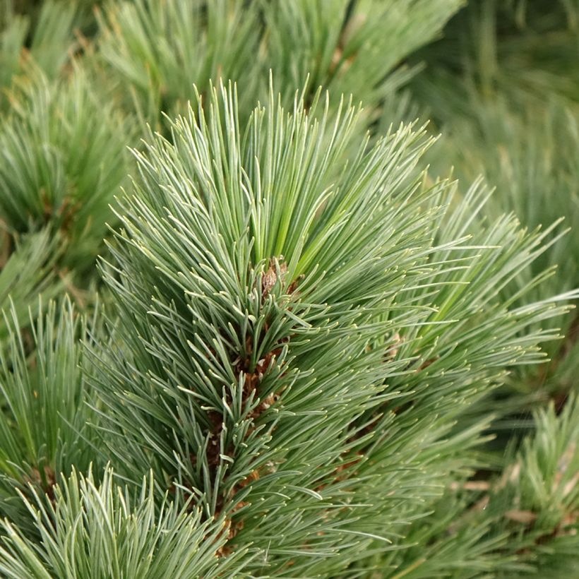 Pinus strobus Secrest - Pino strobo (Fogliame)