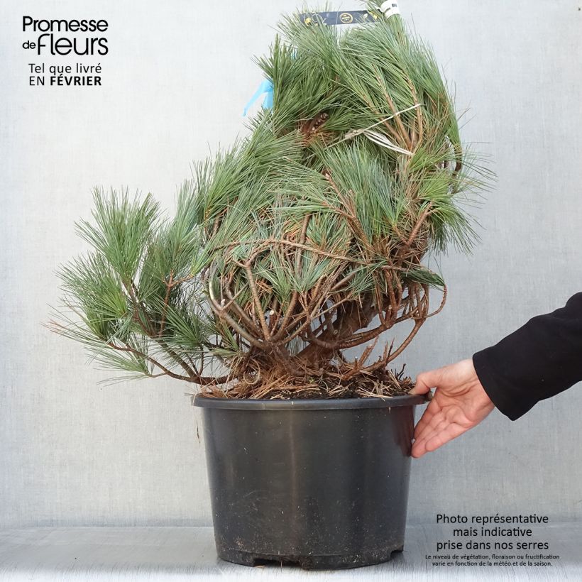 Pin de Weymouth - Pinus strobus Secrest - Pot 30L esemplare consegnato in inverno