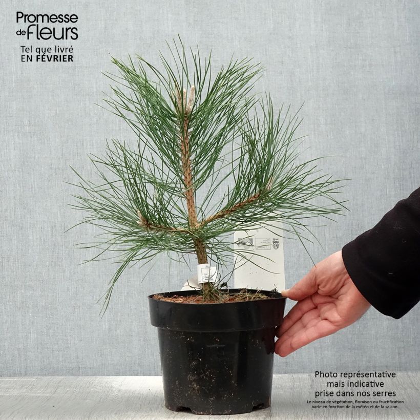 Pin noir d'Autriche - Pinus nigra nigra en pot de 2L/3L esemplare consegnato in inverno