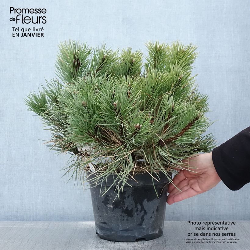 Pin noir nain - Pinus nigra Nana en pot de 4L/5L esemplare consegnato in inverno