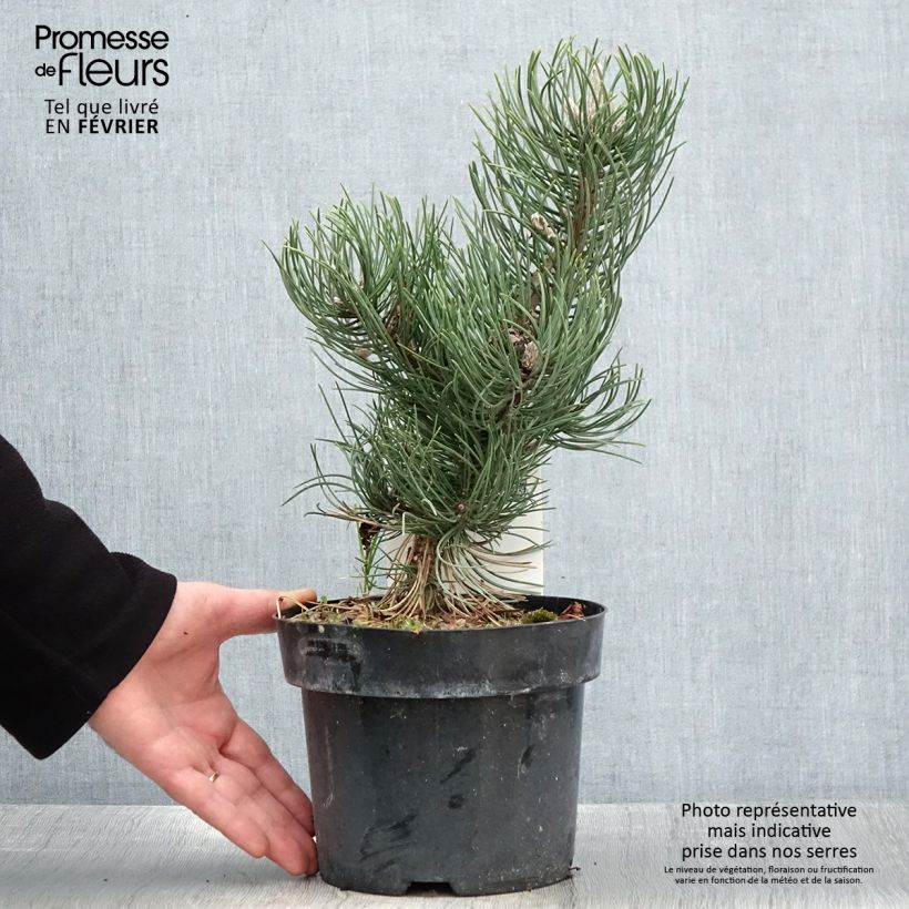 Pin noir - Pinus nigra Oregon Green en pot de 2L/3L esemplare consegnato in inverno