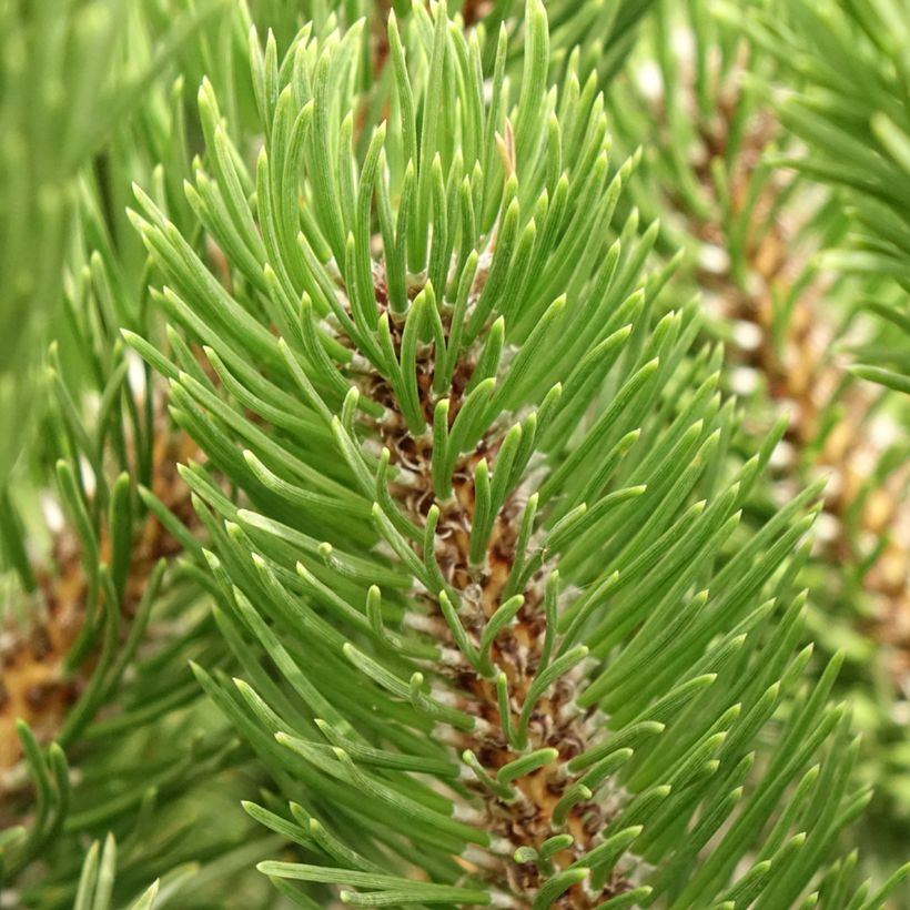 Pinus nigra Oregon Green (Fogliame)