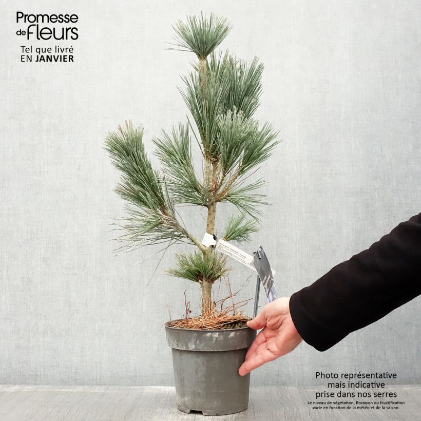 Pin - Pinus flexilis Vanderwolf's Pyramid en pot de 2L/3L esemplare consegnato in inverno