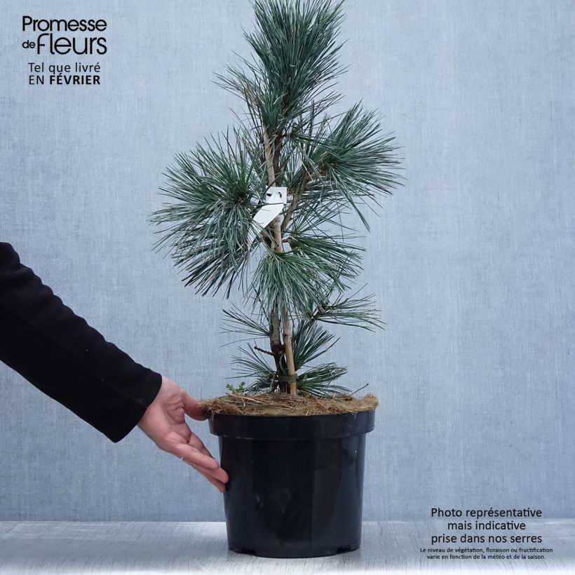 Pin - Pinus flexilis Vanderwolf's Pyramid en pot de 7,5l/10l esemplare consegnato in inverno