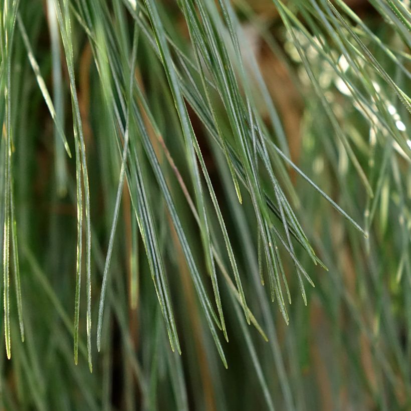 Pinus schwerinii Wiethorst (Fogliame)