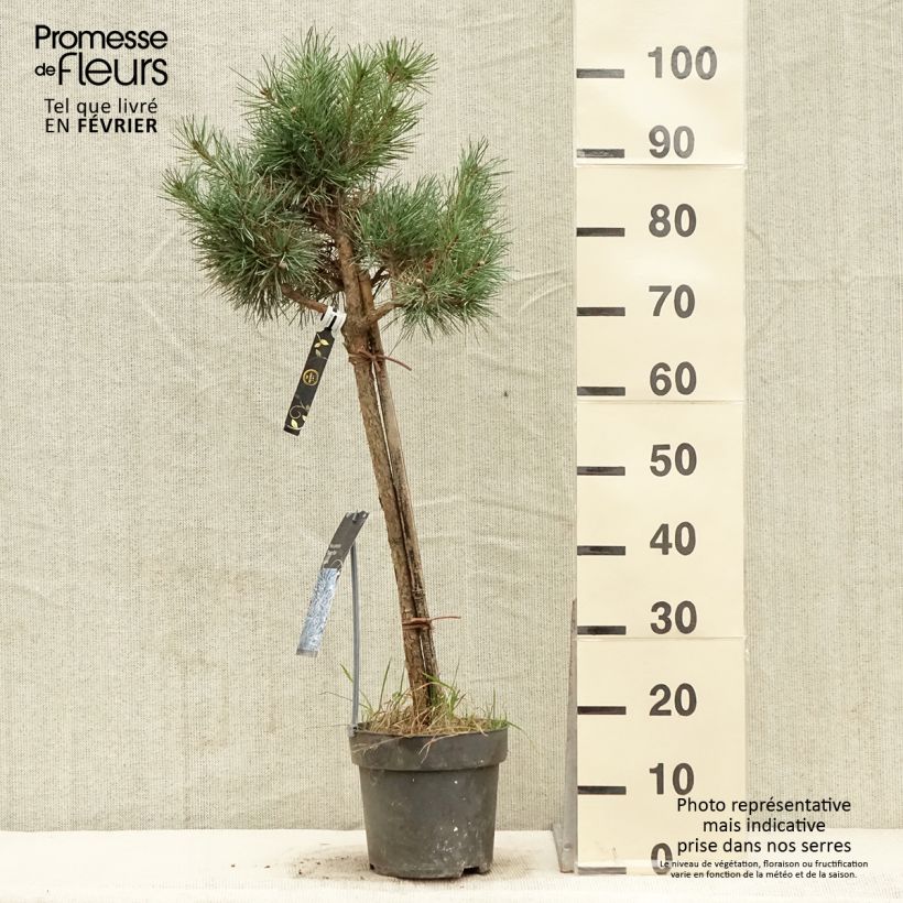 Pin sylvestre nain - Pinus sylvestris Chantry Blue - Pot de 4L/5L esemplare consegnato in inverno