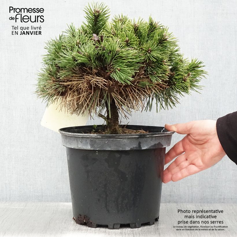 Pinus nigra Agnes Brégeon - Pin noir  Pot de 6L esemplare consegnato in inverno