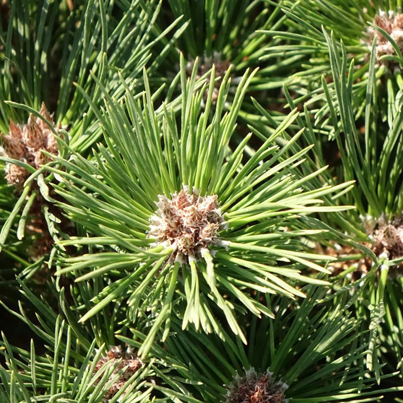 Pinus nigra Brégeon (Fogliame)