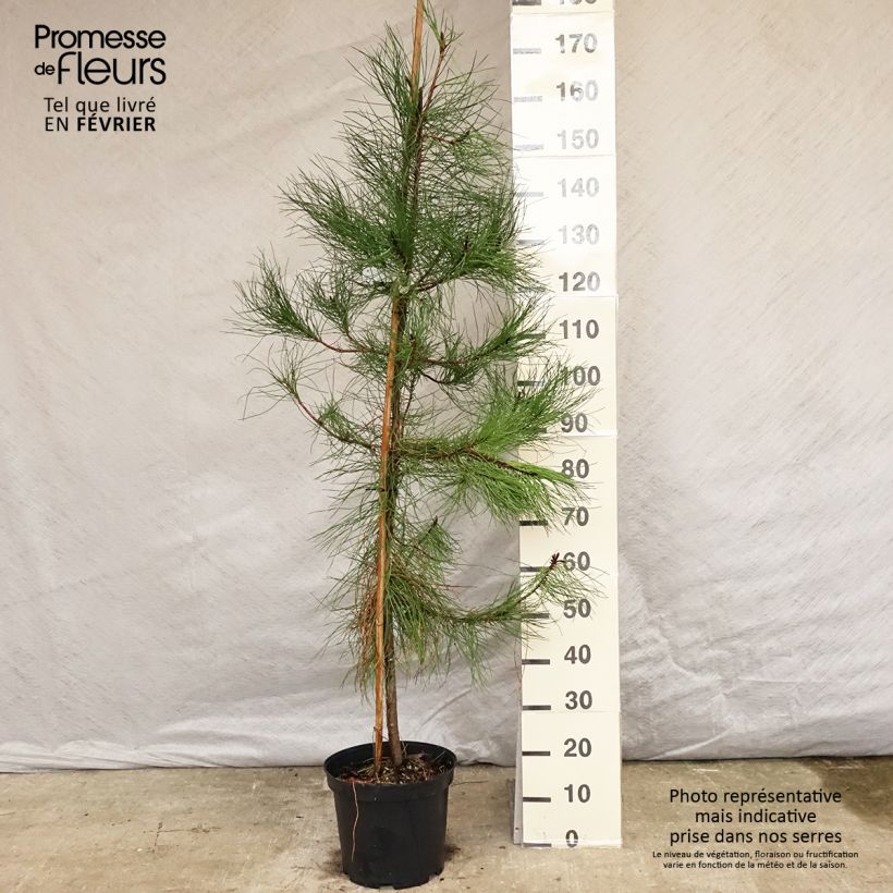 Pinus pinaster - Pin maritime pot de 10L esemplare consegnato in inverno