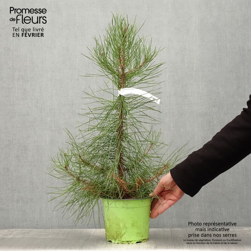 Pinus pinaster - Pin maritime pot de 3L esemplare consegnato in inverno