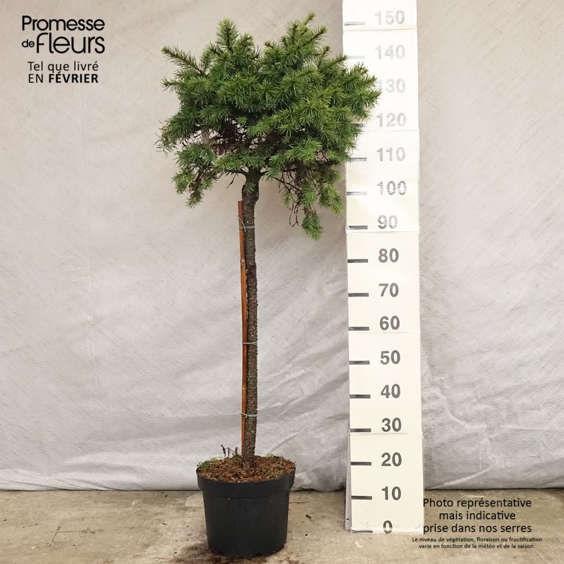 Pinus pinea - Pin parasol en pot hauteur 150/175, diamètre de tige 10/12 esemplare consegnato in inverno