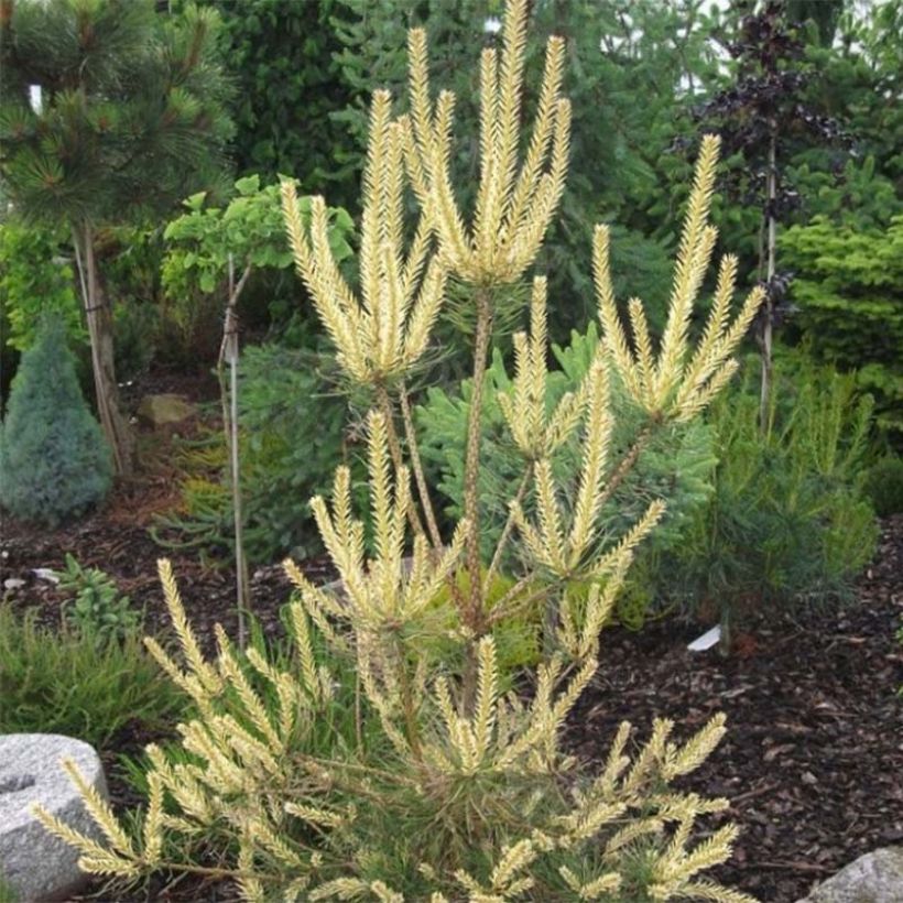 Pinus sylvestris Bialogon - Pino silvestre (Fogliame)