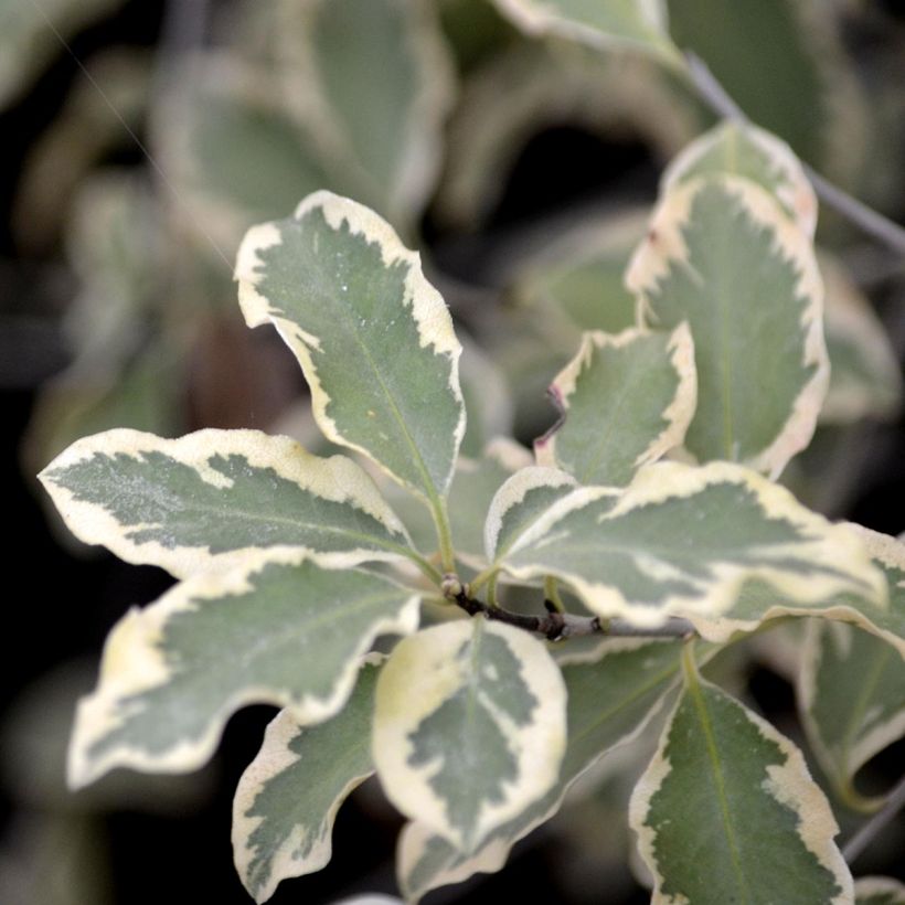 Pittosporum tenuifolium Variegatum (Fogliame)