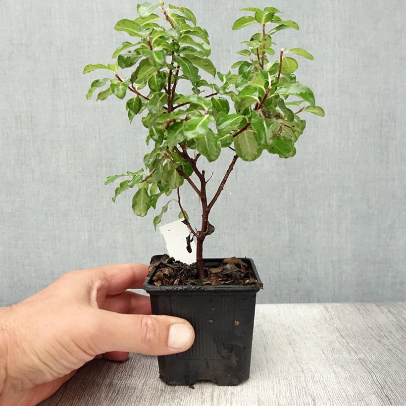 Esemplare di Pittosporum tenuifolium Brin de Soleil - Godet de 8/9 cm consegnato in estate