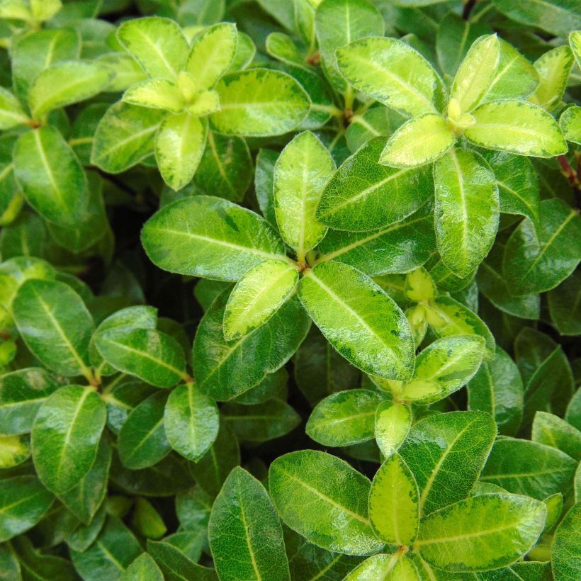 Pittosporum tenuifolium Golden Ball (Fogliame)