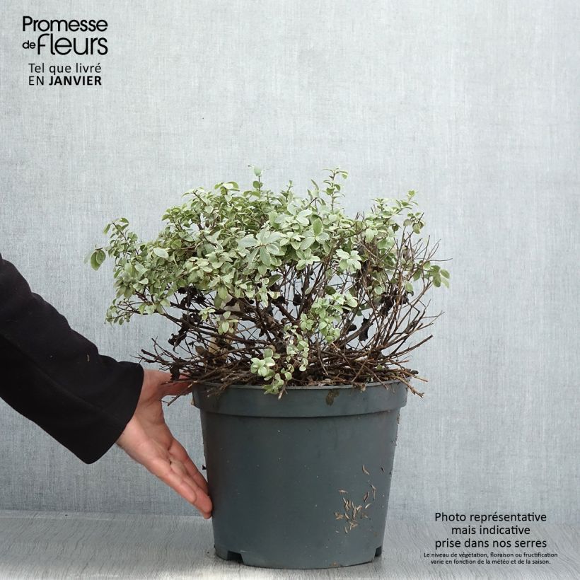 Pittosporum tenuifolium Silver Ball Pot de 7.5L/10L Boule 30/40cm esemplare consegnato in inverno