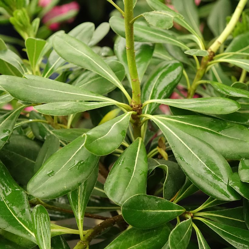 Pittosporum tobira - Pitosforo (Fogliame)