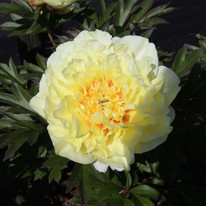 Peonia Itoh Bartzella (Fioritura)