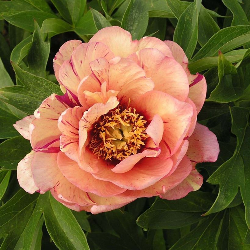 Peonia Itoh Callies Memory (Fioritura)