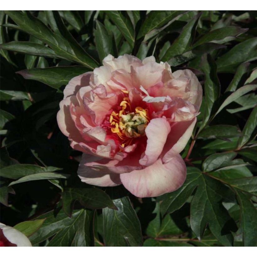 Peonia Itoh Canary Brillant (Fioritura)