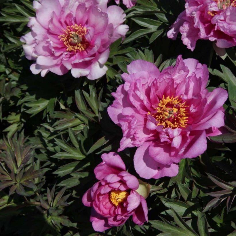 Peonia Itoh First Arrival (Fioritura)