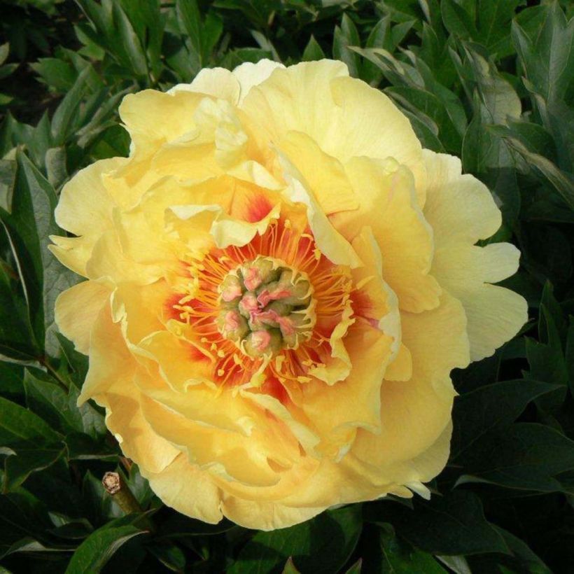 Peonia Itoh Garden Treasure (Fioritura)