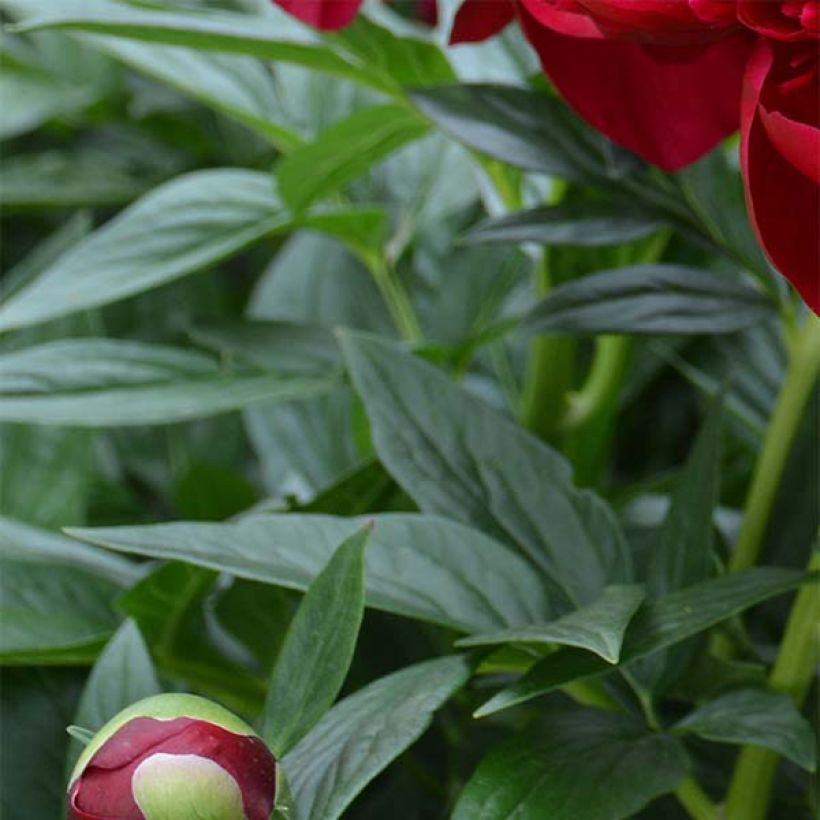 Peonia erbacea Bockstoce (Fogliame)