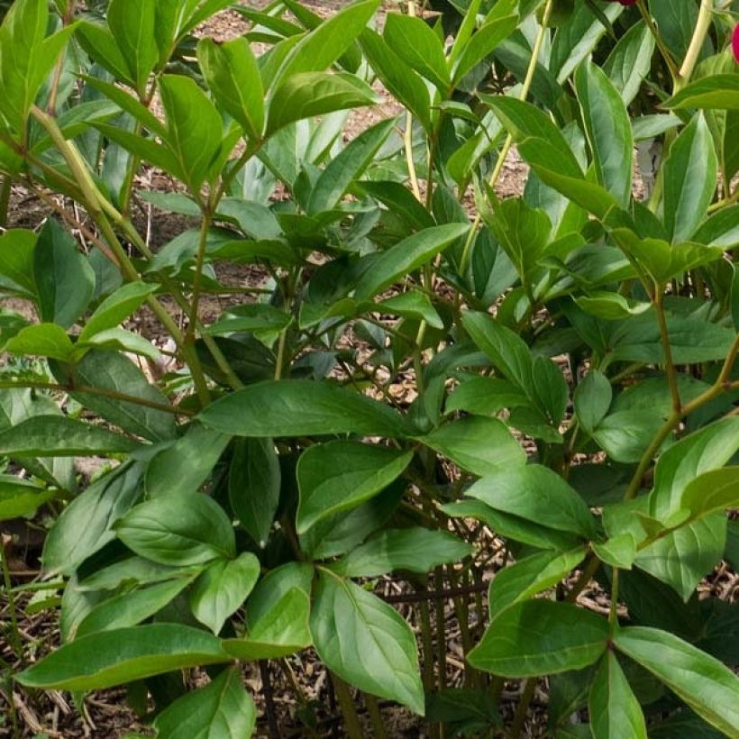 Peonia erbacea Paeonia (Fogliame)