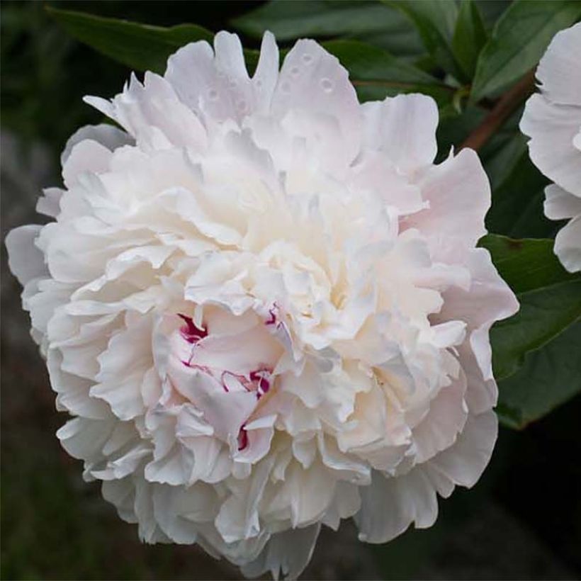 Paeonia officinalis Alba Plena (Fioritura)