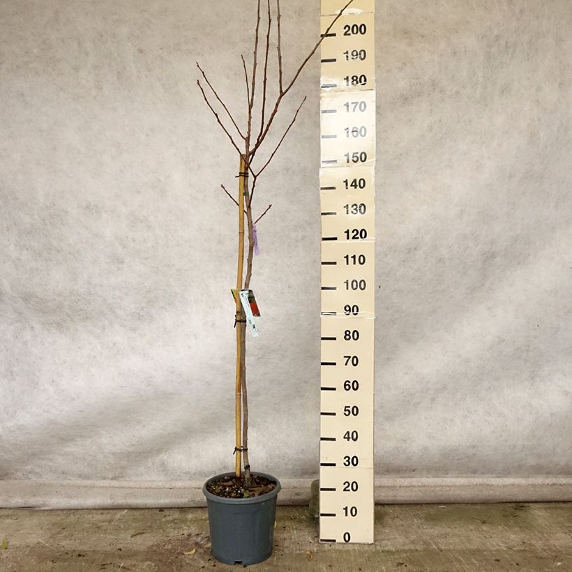 Esemplare di Plaqueminier, Kaki - Diospyros kaki Sharon Pot de 12L/15L come consegnato in autunno