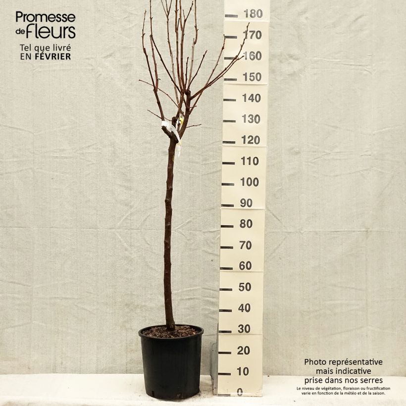 Plaqueminier, Kaki - Diospyros kaki Vanillia Demi-tige en pot de 12l/15l esemplare consegnato in inverno