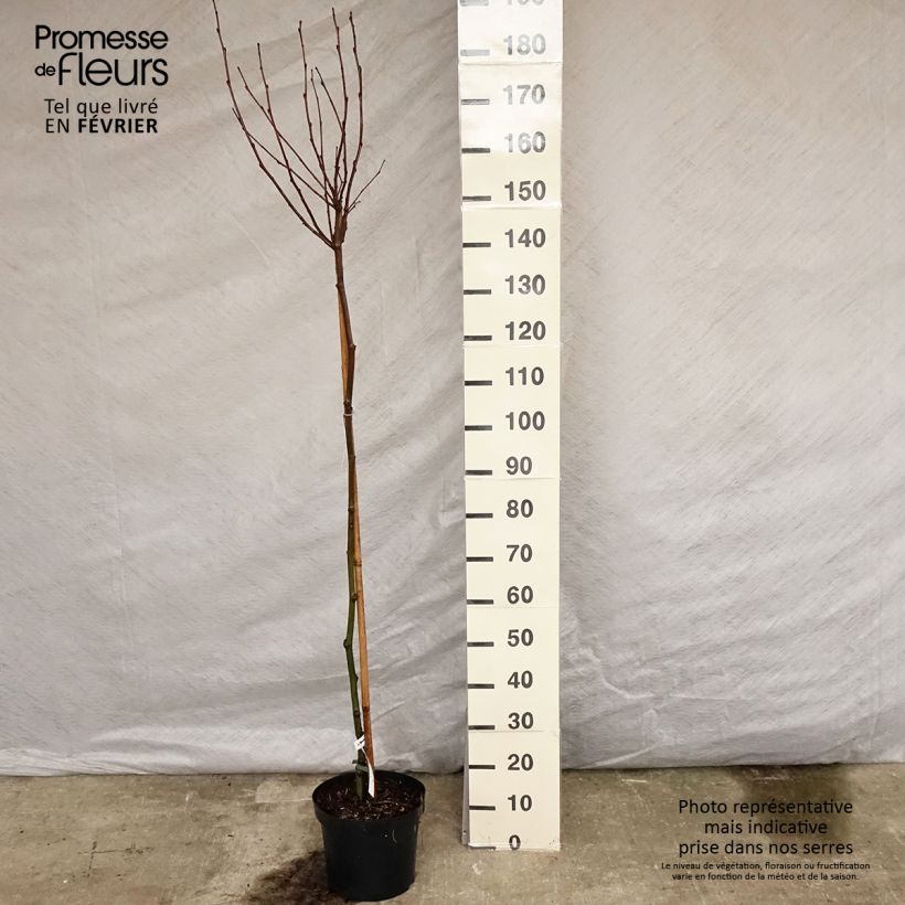 Platanus acerifolia Alphen's Globe - Platane boule Pot de 7,5L esemplare consegnato in inverno