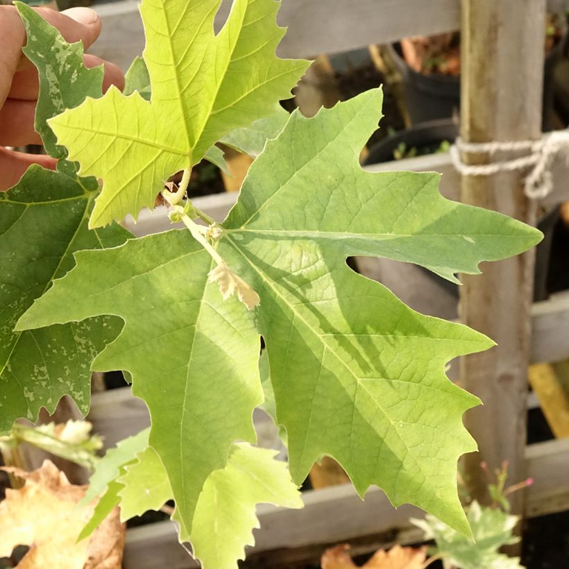 Platanus hispanica Suttneri - Platano (Fogliame)