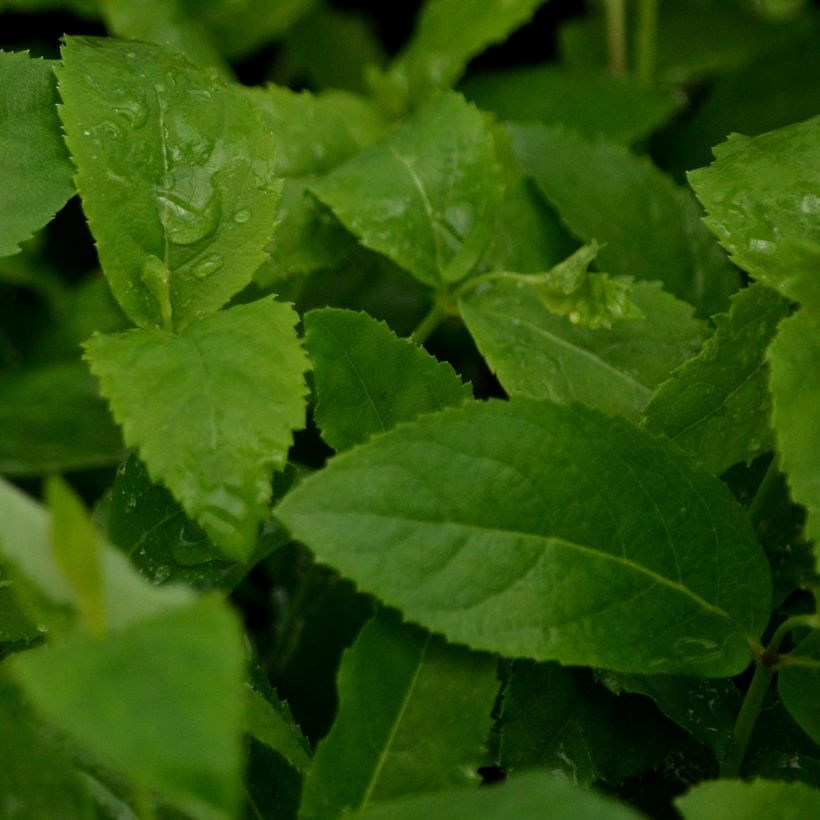 Platycodon grandiflorus Mariesii - Campanula cinese (Fogliame)