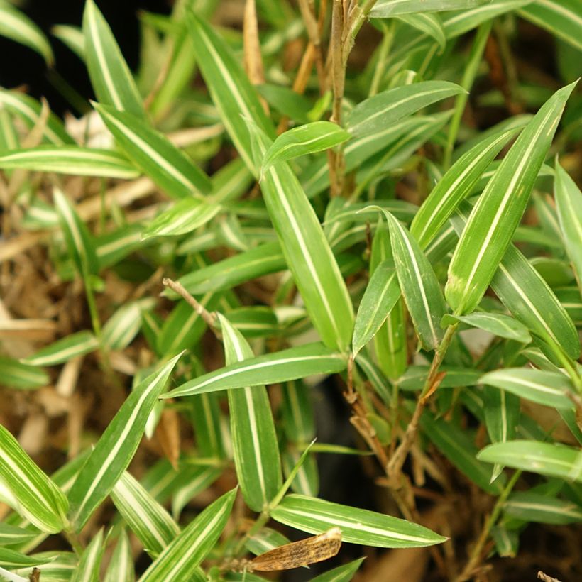 Pleioblastus shibuyanus Tsuboï (Fogliame)