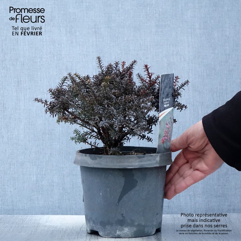 Podocarpus lawrencii Red Tip Pot de 2L/3L esemplare consegnato in inverno