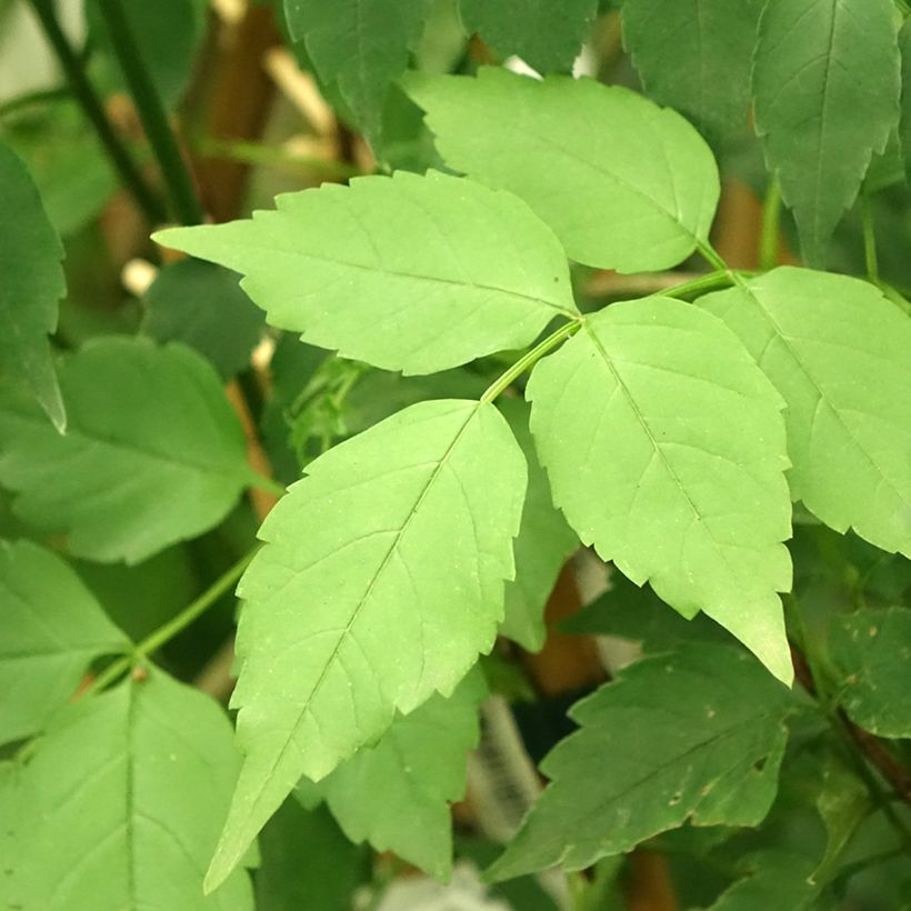 Podranea ricasoliana Comtesse Sarah - Bignonia rosa (Fogliame)