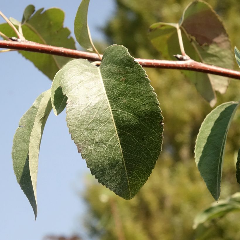 Pero Durondeau (Fogliame)