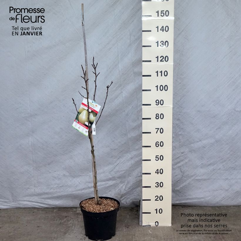 Poirier Jules Guyot Pot de 7,5L/10L esemplare consegnato in inverno