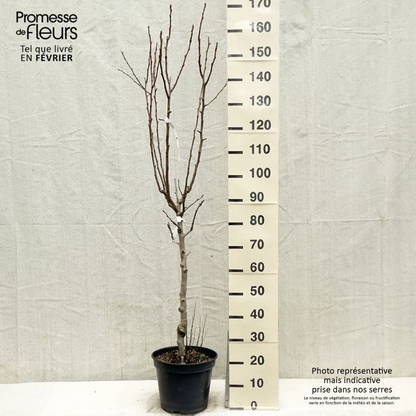 Poirier - Pyrus communis General Leclerc Gobelet en pot de 7,5l/10l esemplare consegnato in inverno